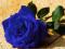 RÓŻA PNĄCA NIEBIESKA!!!SADZONKA!!! OKAZJA!!!