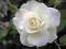 RÓŻA PNĄCA BIAŁA!!!SADZONKA!!! OKAZJA!!!