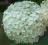 Hydrangea arborescens 'Annabelle' - Hortensja HiT!