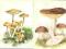 pocztówki Grzyby GOŁĄBEK + TWARDZIOSZEK Balcerzak