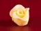 Róża MAŁA - żółty