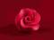 Róża MAŁA - bordowa