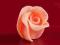 Róża DUŻA - łososiowa
