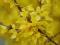 FORSYCJE forsycja  FORSYTHIA żółte ZŁOTE KRZEWY