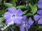 Barwinek pospolity Vinca minor; sadzonki