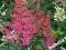 Tawułka (Astilbe spirea)