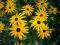 ++Rudbekia błyskotliwa. Słoneczko w ogrodzie.Sadz