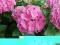 Hortensja - Hydrangea 'Bouquet Rose' - RÓŻOWA !!