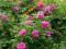RÓŻA ROSA RUGOSA 2 LETNIE RÓŻOWA-25CM W DONICZCE