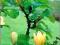 Magnolia brooklińska Yellow Bird C_10 _100-125cm