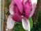 Magnolia pośrednia Lennei C2 40-60cm różowo-białe