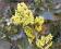 Mahonia pospolita Smaragd - żółty kwiat C2 20-30cm