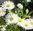 Aster alpejski, alpinus, biały, kwiat wiosna lato