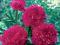 Piwonia chińska -buraczkowy kolor