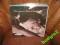 STEVE WINWOOD- BACK IN THE HIGH LIFE- jak nowa !!!
