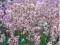 LAWENDA WĄSKOLISTNA ROSEA LAVANDULA ANGUSTIFOLIA9