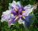 KOSACIEC MIECZOLISTNY Tsuyugomori  Iris Ensata