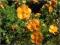 Pięciornik krzewiasty Sunset C2 20-25 żółto-pomar