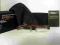 OPRAWKI OKULARY PORSCHE DESIGN mod. 8143 BROWN