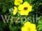 Pięciornik krzewiasty Potentilla fruticosa Kobold