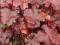 Heuchera  Mahogany_żurawka_dwuletnia