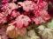 Żurawka_VIENNA_Heuchera RÓŻÓWO-POMARAŃCZOWA