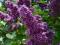 Lilak Pospolity LUDWIG SPAETH - Syringa vulgaris L