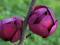 Magnolia Black Tulip Soulangeana Black Tulip