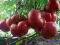 POMIDORY MALINOWE sadzonki pomidorów malinowych