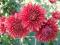 Chryzantema , Herbaciana  , urocza jak dalia,lilia