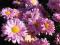 Chryzantema zimująca -Rózowa z oczkiem , złocień