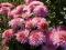 Chryzantema,chryzantemy zimująca -Rózowa wrzosowa