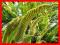 JĘZYCZNIK - PAPROĆ JAKICH MAŁO, DUŻE SADZONKI