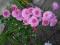 CHRYZANTEMA ZIMUJĄCA RÓŻOWA PEŁNA sadzonki