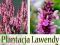 Sadzonka_SZAŁWIA RÓŻOWA JAK LAWENDA_ PROMOCJA