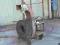 Dmuchawa turbina z silnikiem 13 KW