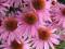 JEŻÓWKA ECHINACEA RÓŻOWA- SADZONKI