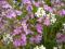 Erynus niezawodna roślina skalna- ładne sadzonki!