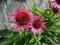 JEŻÓWKA ___________ Echinacea ____Fatal Attraction