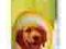 BENEK PERFUMY LOVELY PET ATRACCION SPRAY 125ml