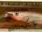 Wobler Rapala Deep Tail Dancer 11cm 22g S