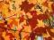 Acer saccharum - Klon cukrowy
