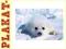 plakat-HARP SEAL PUP [PLAKAT]