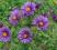 niebieskofioletowy ASTER NOWOANGIELSKI sadzonki