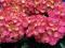 Hydrangea 'Red Baron' - Hortensja ogr. CZERWONA !!
