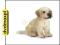 SCHLEICH GOLDEN RETRIVER SZCZENIAK 16342 (ZABAWKA)