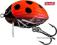 WOBLER SALMO LIL BUG 3F LB KLEŃ JAŹ BYDGOSZCZ