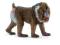 SCHLEICH - MANDRYL - 14715
