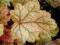 Heuchera 'Vulcano' - Żurawka N O W O Ś Ć ! ! ! ! !