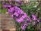 Budleja Dawida Border Beauty purpurowy C2 40-80cm